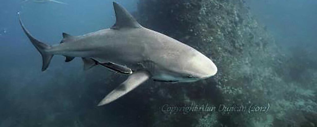 bullshark