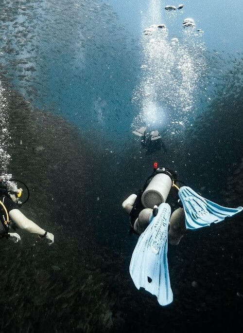 Why is Koh Tao So Famous for Scuba Diving?