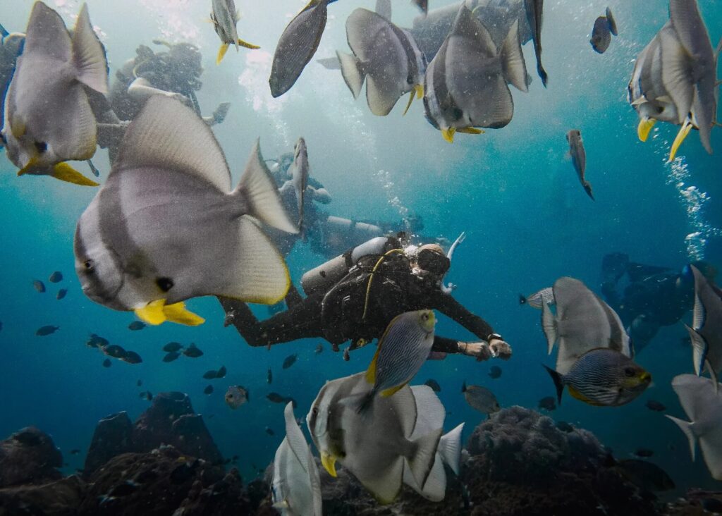 diver in a school of batfish