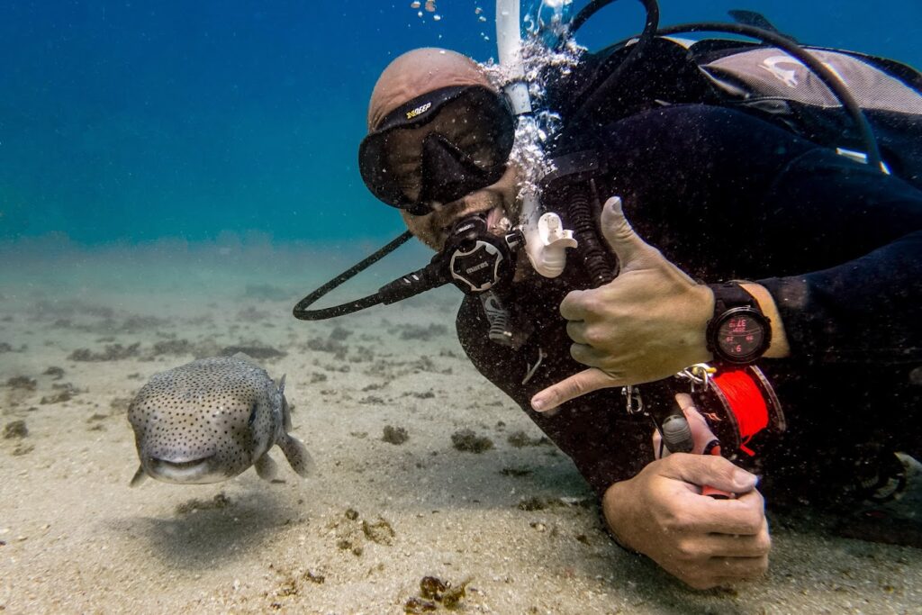Pufferfish and diver
