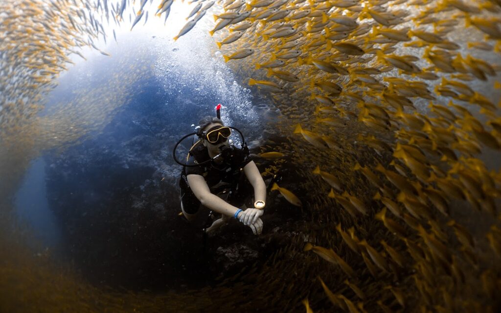Dive master trainee swimming through school of fish