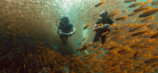 Divers in a school of fish