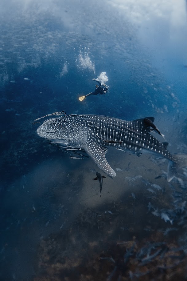 diving with a whaleshark
