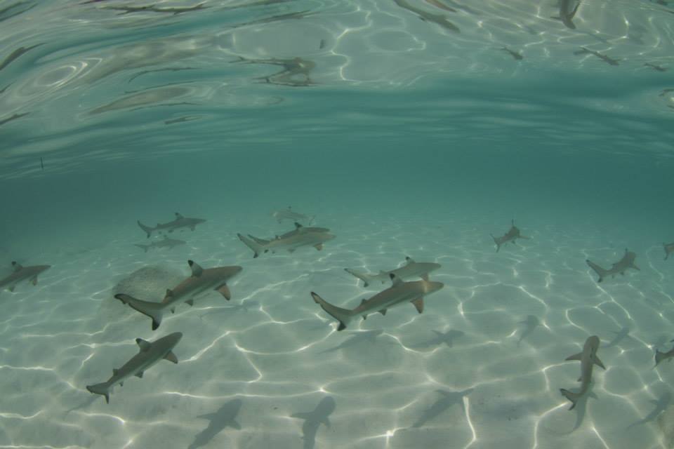 baby blacktip reef sharks