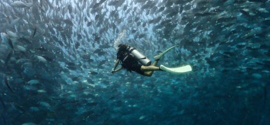 Diver surrounded by fish