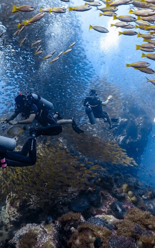 Where is the Best Place to Dive on Koh Tao?
