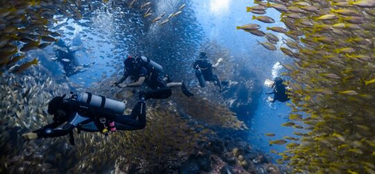 Fishy divesite