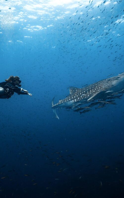One of the Most Respected and Sustainable Dive Centers in Koh Tao.