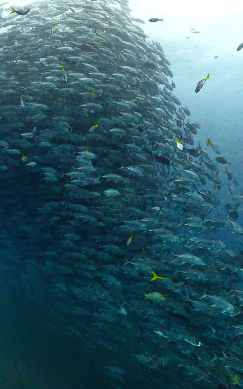 Is Chumphon Pinnacle Koh Tao’s Best Dive Site?