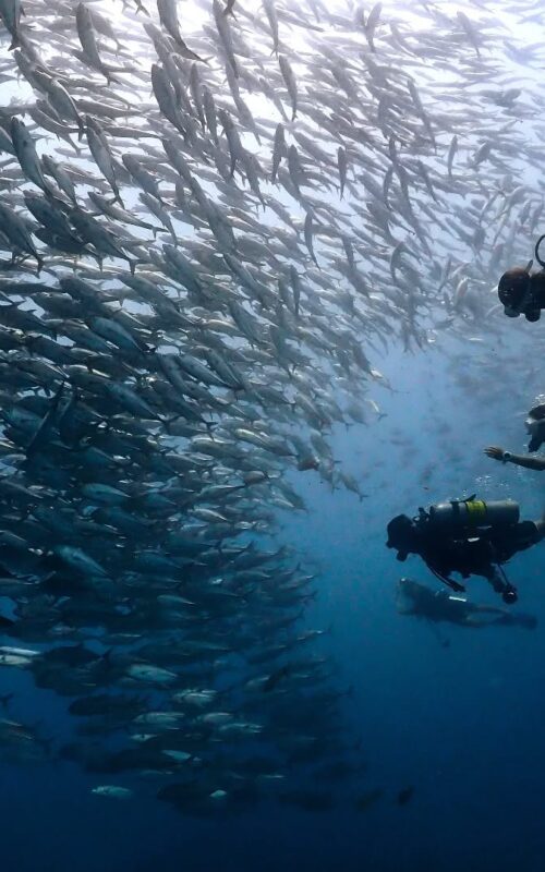 Get Scuba Certified in Koh Tao