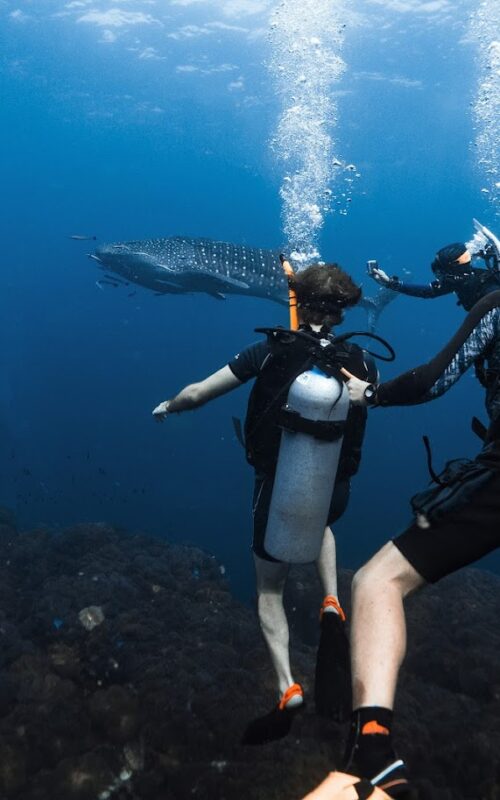 The 10 Best Dive Sites on Koh Tao for Certified Divers.