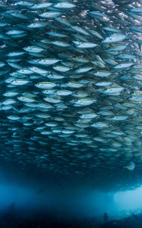 Where Are the Best Dive Sites in the Gulf of Thailand?