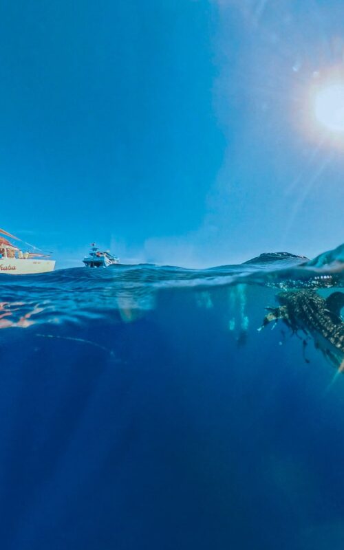Zero to Hero Divemaster Course on Koh Tao.