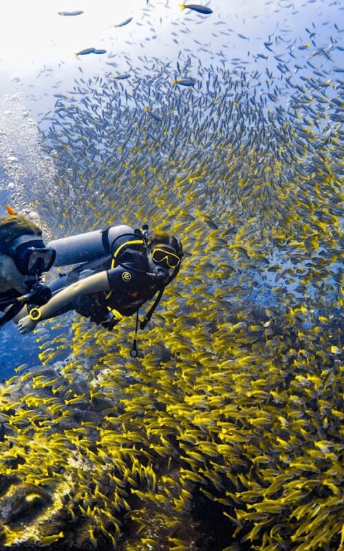 Divemaster Course on Koh Tao: Everything You Need to Know