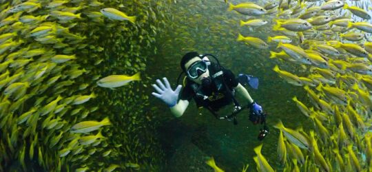 diving Koh Tao