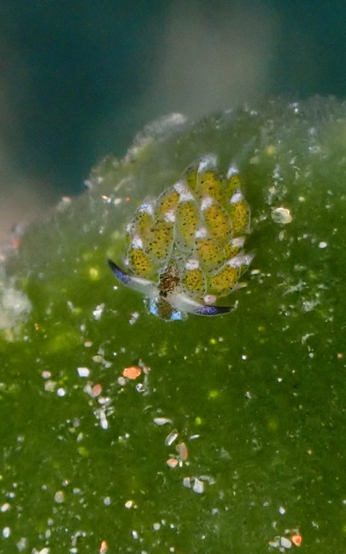 Nudibranchs of Koh Tao: A Beginner’s Guide to Sea Slugs