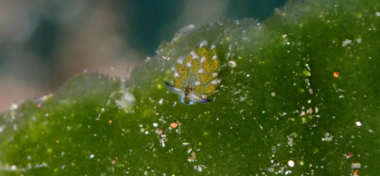 Shaun The Sheep Nudibranch on Green Leaf
