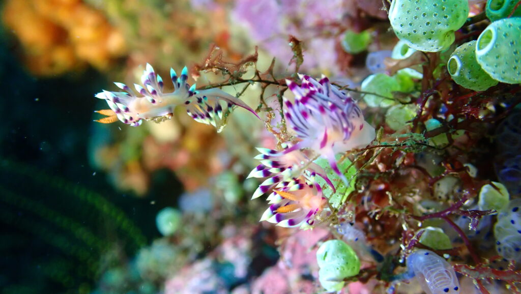 Flabbelina exist on the new no name wreck